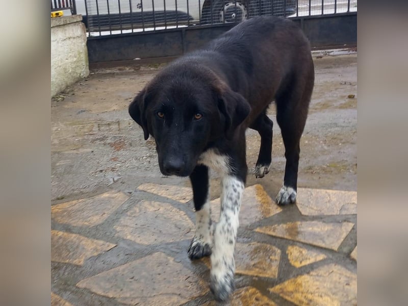 Amara sucht ein Zuhause / eine Pflegestelle