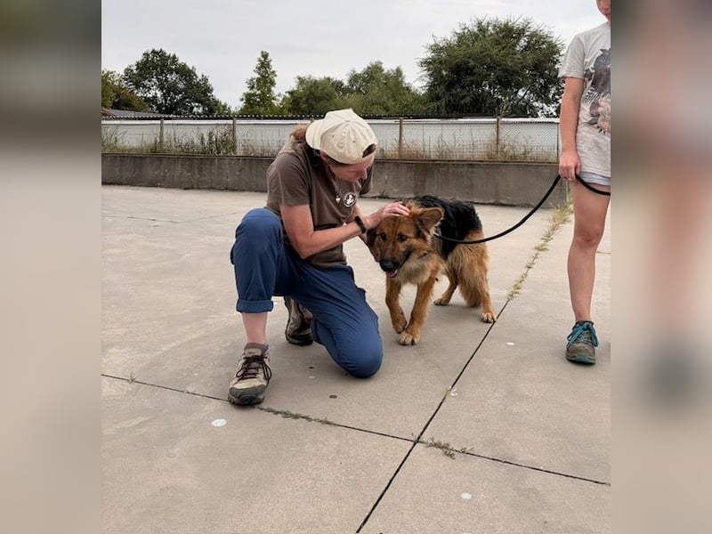 Ted, toller Rüde sucht seine Menschen