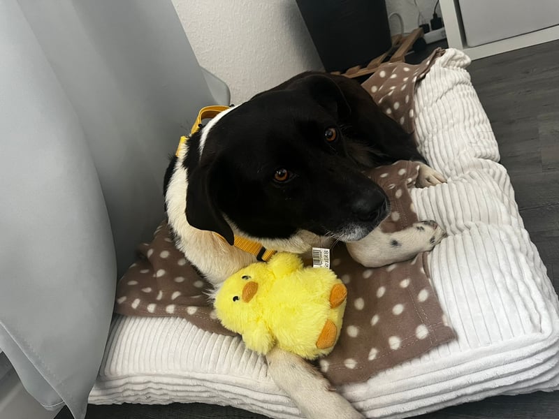 Nana - Mischlingshund sucht ein Zuhause