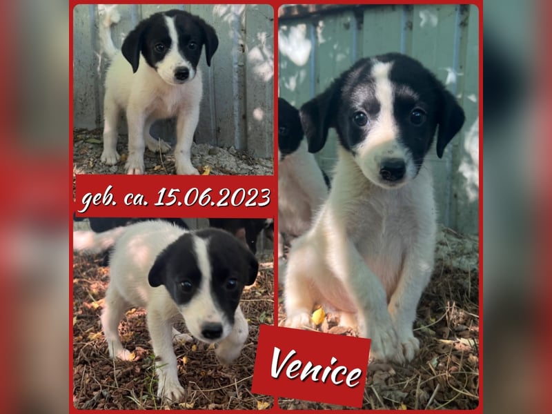 Venice, 1 ¾ jähriges Mädchen, ca. mittelgroß, verschmust, freundlich, sozial, aktiv