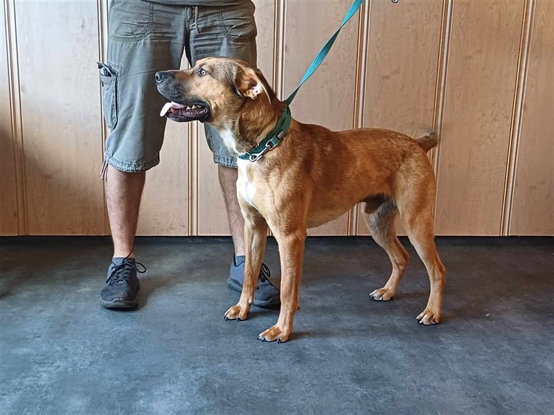 Drogba, freundlich und aufmerksam hat sein Zuhause verloren