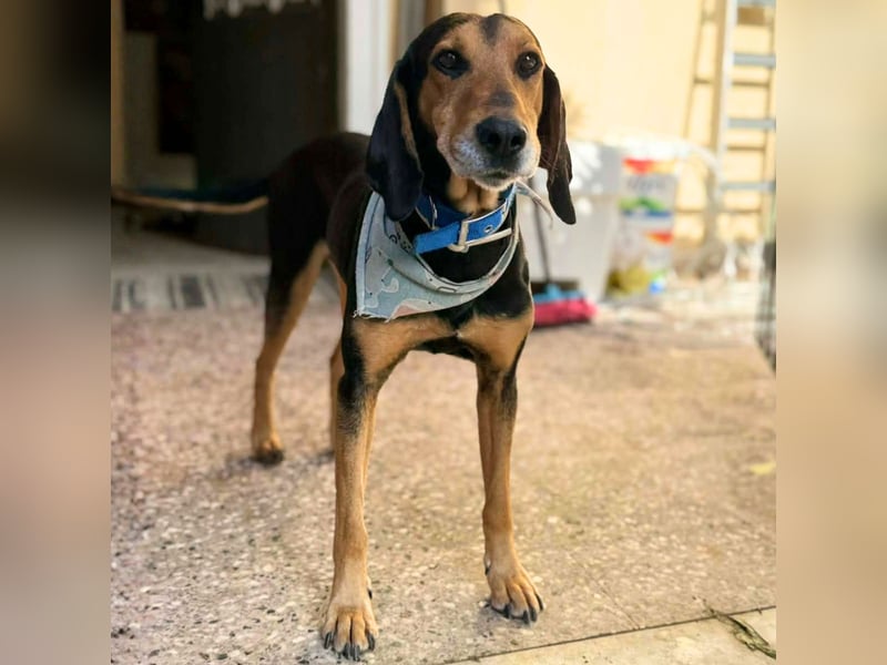 Jepeto: sucht ein Zuhause / eine Pflegestelle