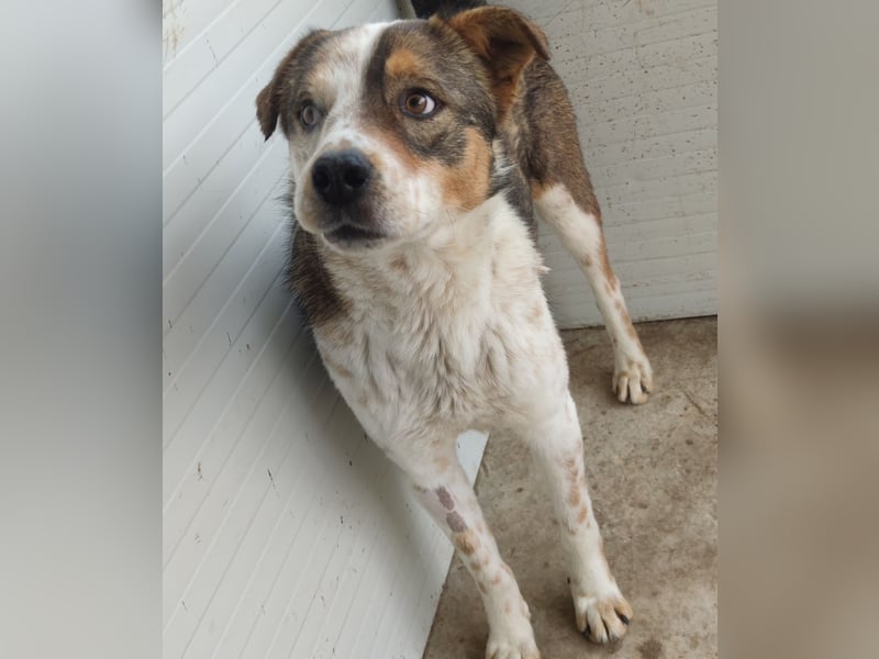 Xaver, 5jähriger Rüde, SH ca. 59 cm, aktiv, freundlich, menschenbezogen, lernwillig