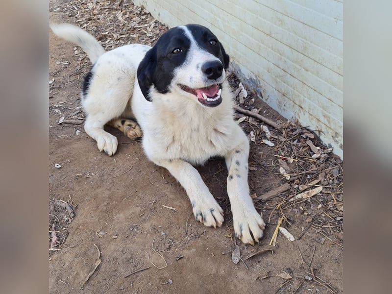 Venice, 1 ¾ jähriges Mädchen, ca. mittelgroß, verschmust, freundlich, sozial, aktiv
