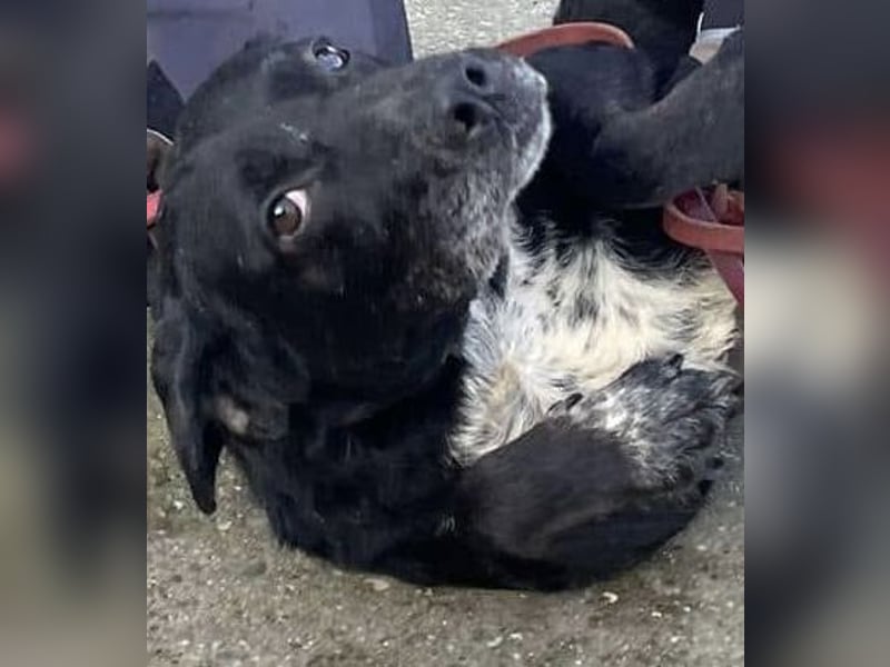 Harmadik, aktive und unkompliziert