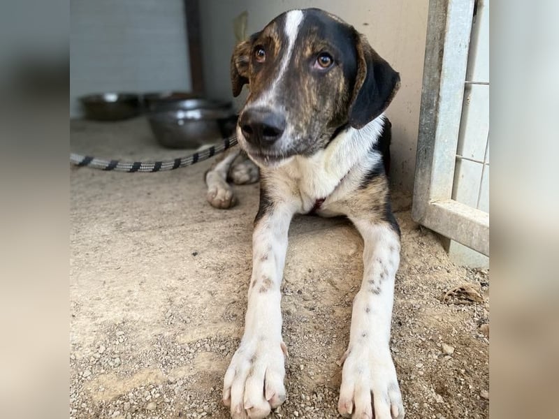 Rex-Mischling- sucht ein Zuhause/Pflegestelle