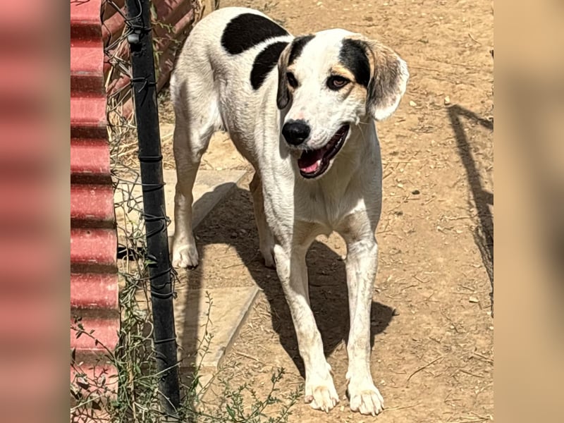 Mateo  - Mischling- sucht ein Zuhause/eine Pflegestelle