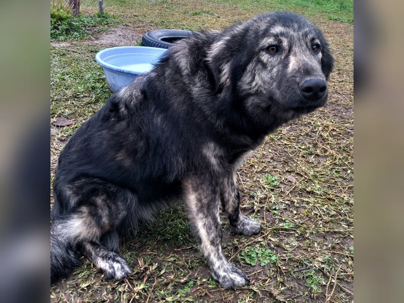 Rhonda sucht ein Zuhause / eine Pflegestelle