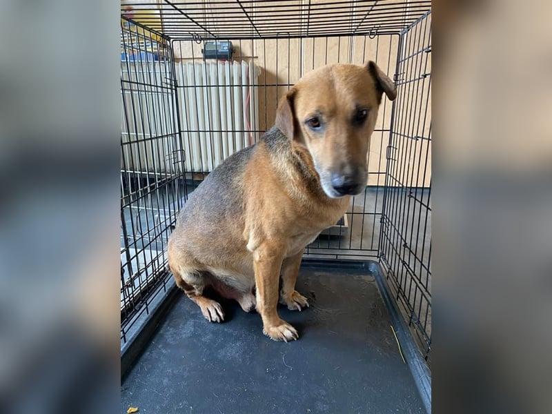 Simon, zarte Hundeseele benötigt verständnisvolle  geduldige Menschen