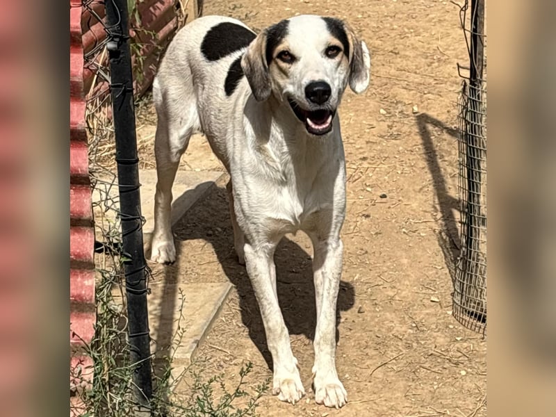Mateo  - Mischling- sucht ein Zuhause/eine Pflegestelle
