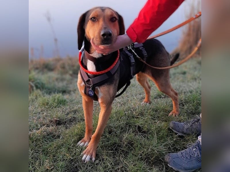 Hanni-griech. Bracken-Mischling- sucht ein Zuhause