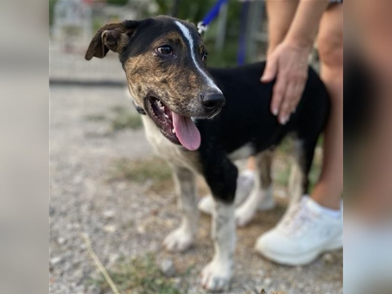 Rex-Mischling- sucht ein Zuhause/Pflegestelle