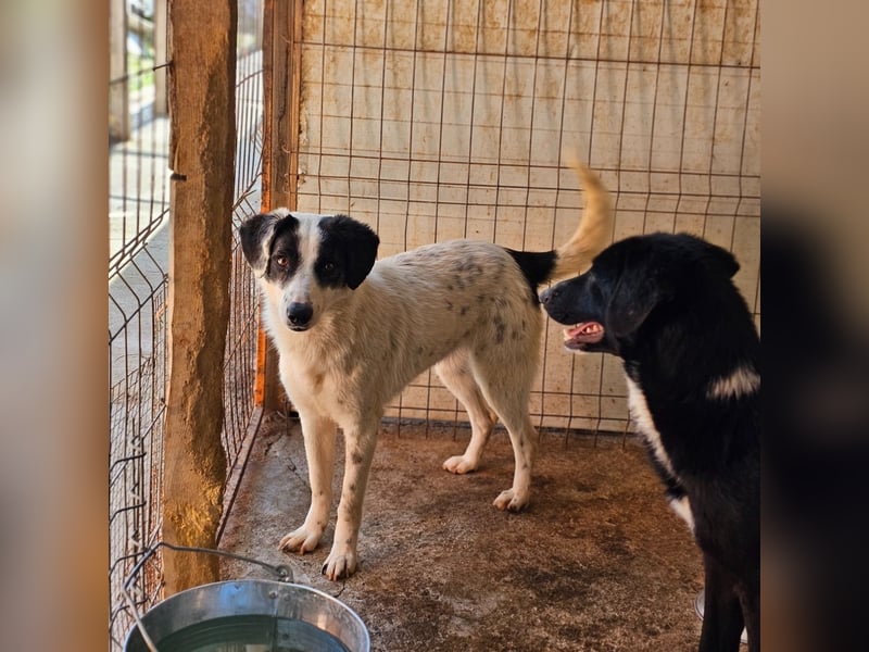 Umi, 2 jährige Hündin, mittelgroß – groß, freundlich, aufgeschlossen, aktiv, verschmust