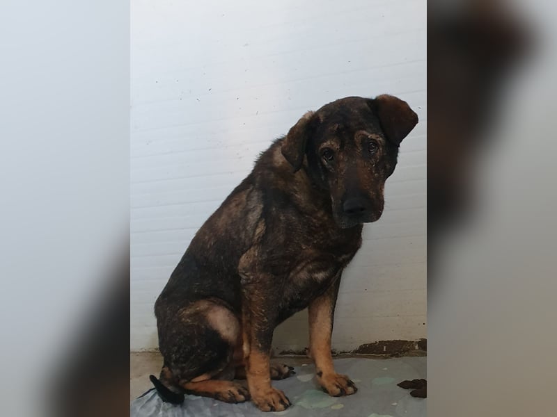 Amour (Alter über 10 Jahre, SH ca. 55 cm, schüchtern, lieb, neugierig