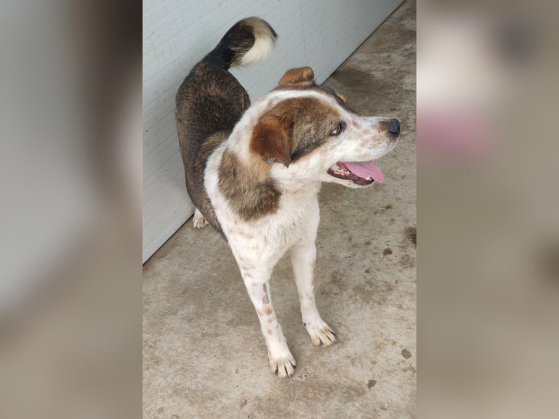 Xaver, 5jähriger Rüde, SH ca. 59 cm, aktiv, freundlich, menschenbezogen, lernwillig