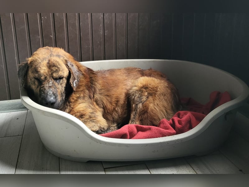 Beethoven. 5-jähriger Prachtkerl,  mittelgroß – groß, verschmust, freundlich, sozial mit Weibchen