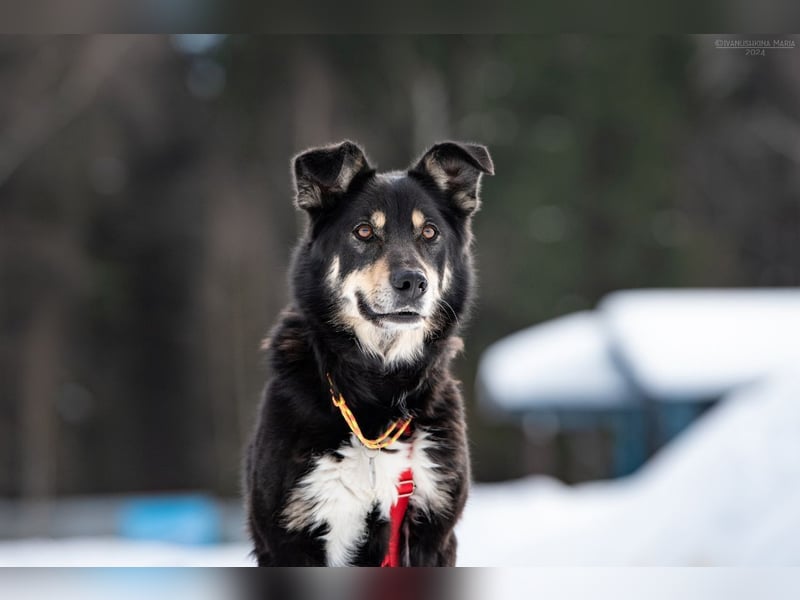 Soziale Sirena sucht wunderbares Zuhause