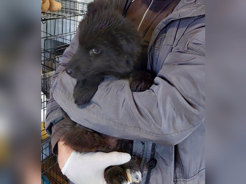 Para, zarte Seele sucht ruhiges Zuhause