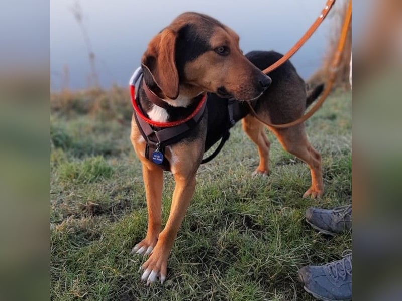 Hanni-griech. Bracken-Mischling- sucht ein Zuhause