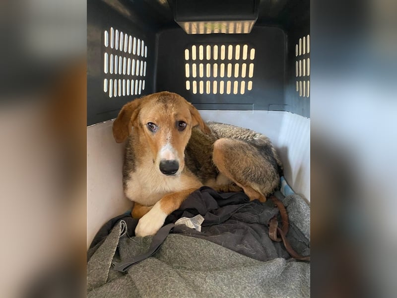 Emerentia sucht ruhiges Zuhause, gerne als Zeithund