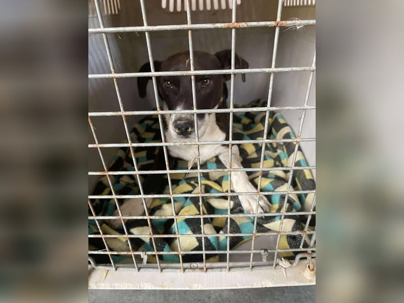 Color, anfänglich zurückhaltend sucht Traumzuhause