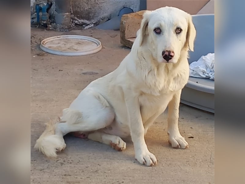 Ezra- Mischling- sucht ein Zuhause/Pflegestelle