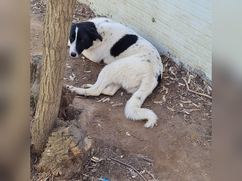 Venice, 1 ¾ jähriges Mädchen, ca. mittelgroß, verschmust, freundlich, sozial, aktiv