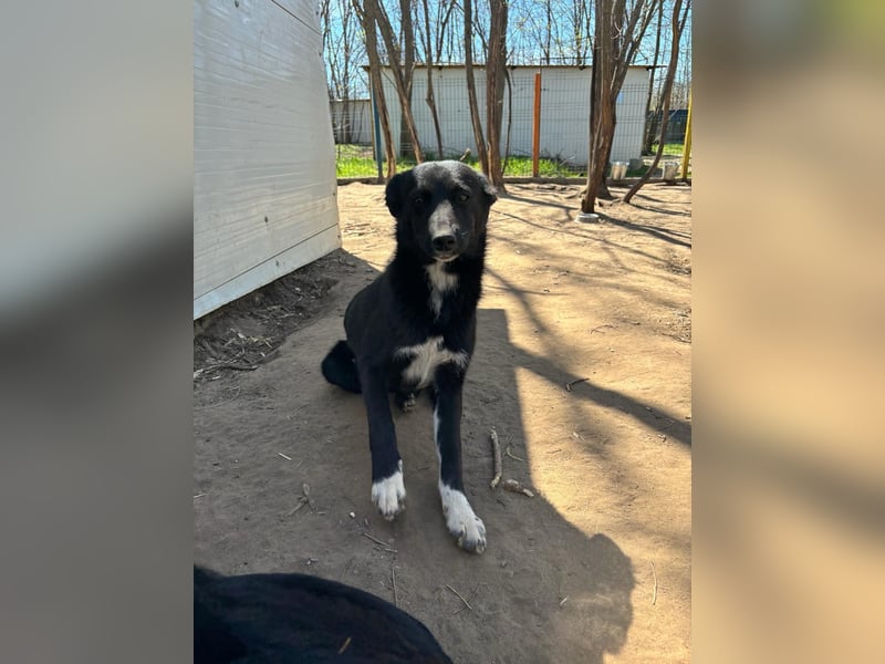 Voice, Mädel, 1 ¾ Jahre, ca. mittelgroß, verspielt, freundlich, offen, sozial