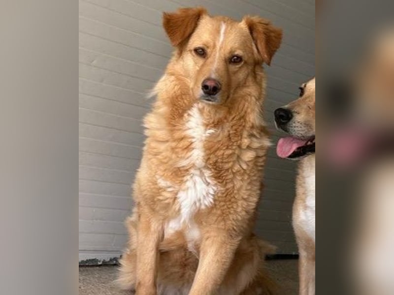 Konni, ein 4 jähriges Mädel , etwas schüchtern, ruhig, neugierig, sozial