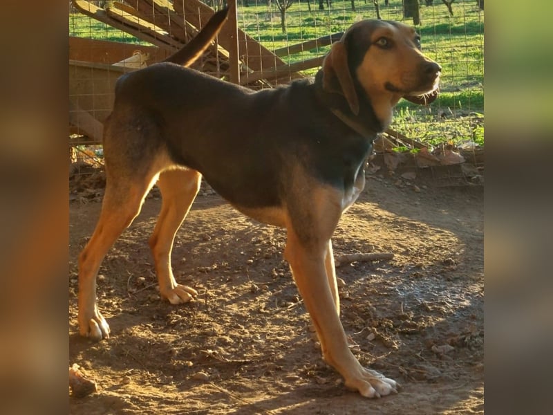 Hanni-griech. Bracken-Mischling- sucht ein Zuhause
