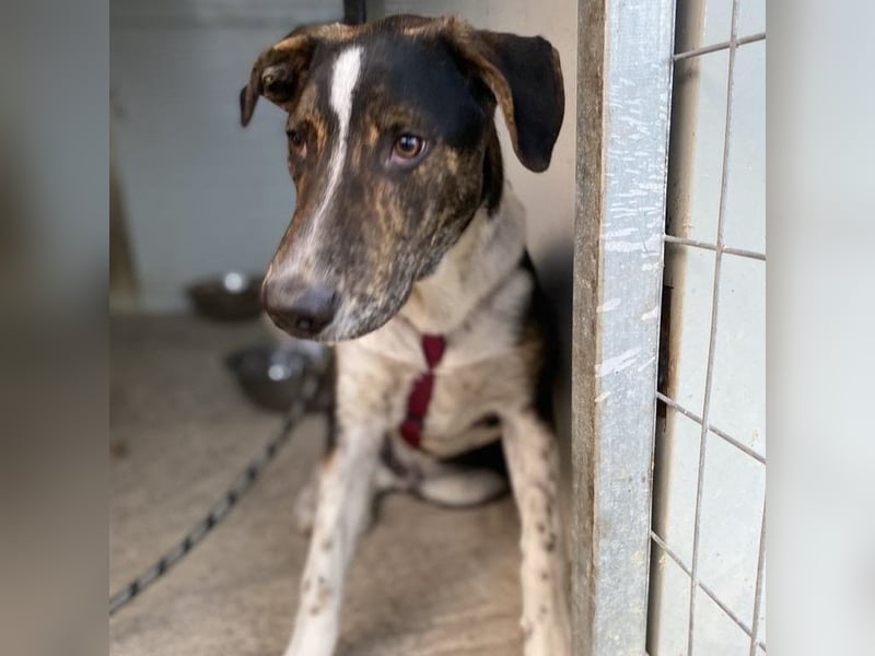 Rex-Mischling- sucht ein Zuhause/Pflegestelle