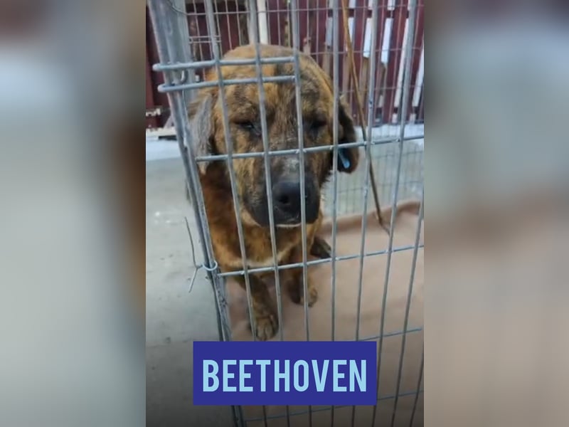 Beethoven. 5-jähriger Prachtkerl,  mittelgroß – groß, verschmust, freundlich, sozial mit Weibchen