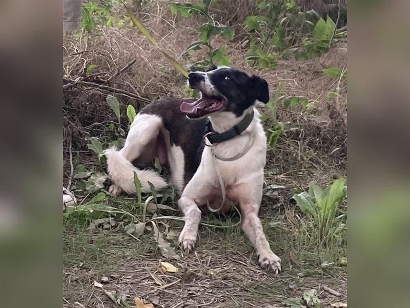 Chiquita, die hübsche braucht unbedingt einen ruhigen Platz