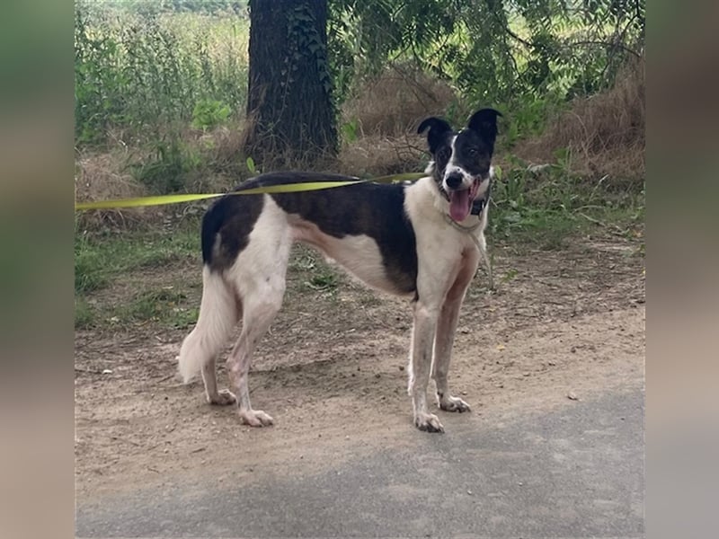 Chiquita, die hübsche braucht unbedingt einen ruhigen Platz