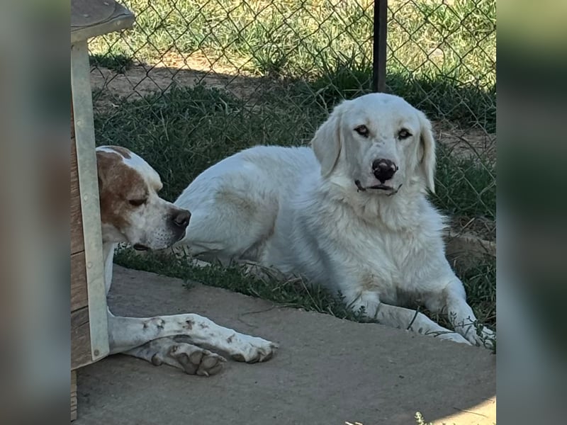 Ezra- Mischling- sucht ein Zuhause/Pflegestelle