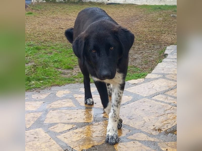 Amara sucht ein Zuhause / eine Pflegestelle