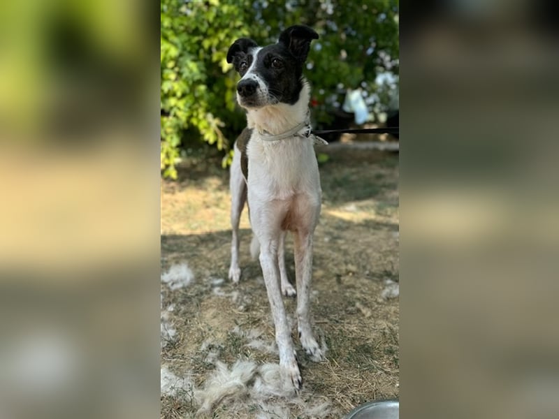 Chiquita, die hübsche braucht unbedingt einen ruhigen Platz