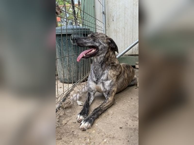 Tiger, flitzt auf drei Beinen mit den anderen um die Wette
