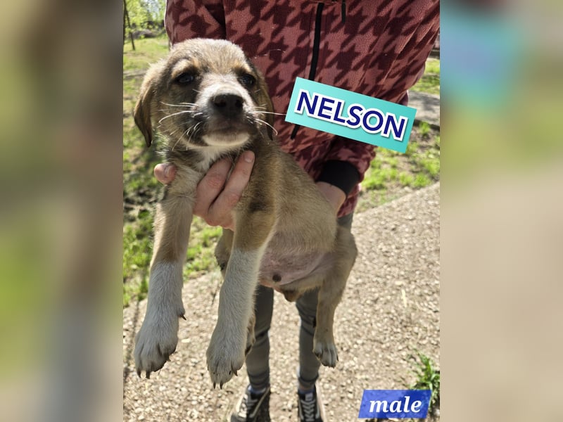 Nelson, 1 jähriger Junghund, ca. mittelgroß, freundlich, sozial, neugierig, etwas schüchtern