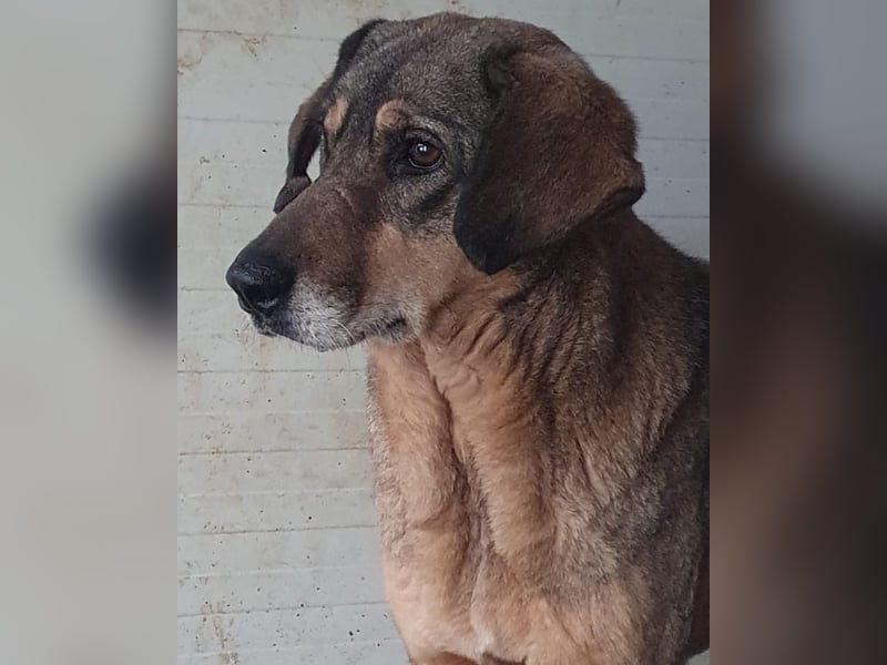 Tiffy, eine 8-jährige Hündin, mittelgroß, sozial, ängstlich, zögerlich,