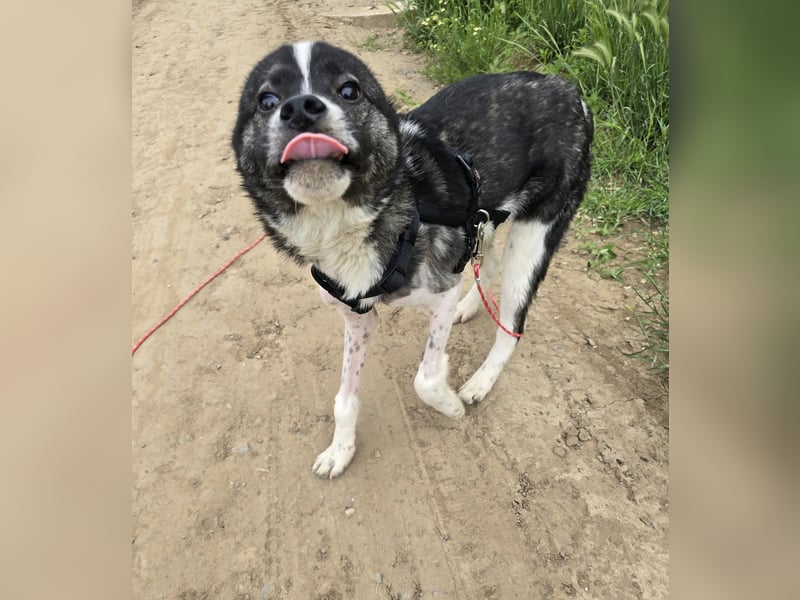 Max,  ein 1 ½ jähriger Junghund ,  lustig, freundlich, verschmust, sozial
