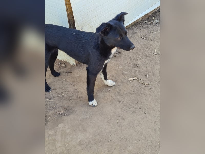 Voice, Mädel, 1 ¾ Jahre, ca. mittelgroß, verspielt, freundlich, offen, sozial