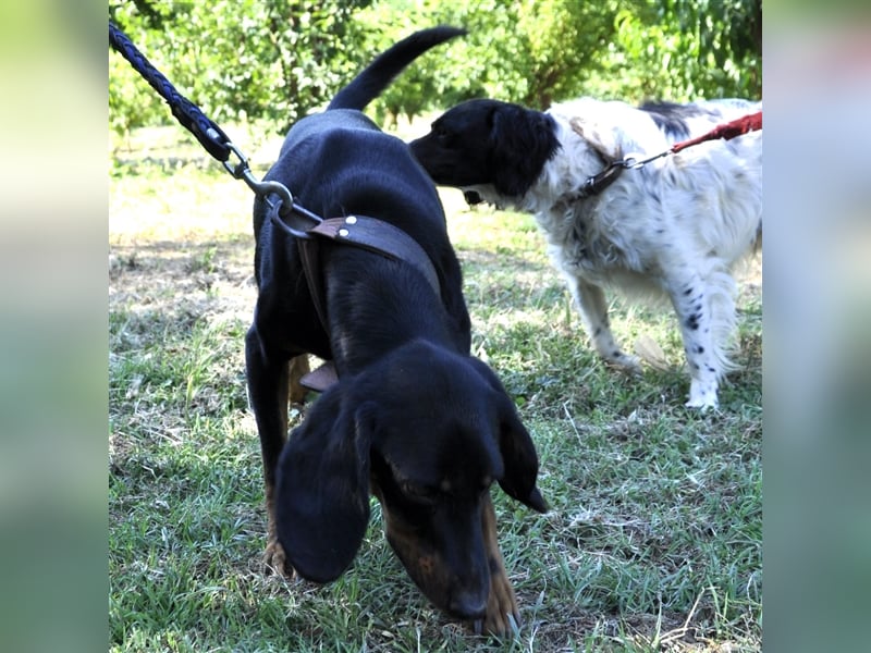 Günni-Mischling - Sucht ein Zuhause/Pflegestelle