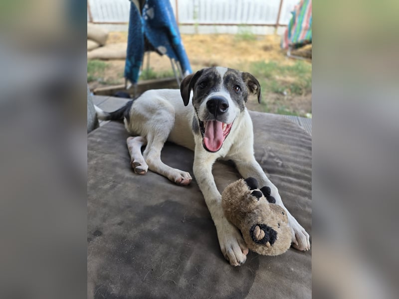 Zisan, 1-jähriger Junghund, mittelgroß, freundlich, offen sozial