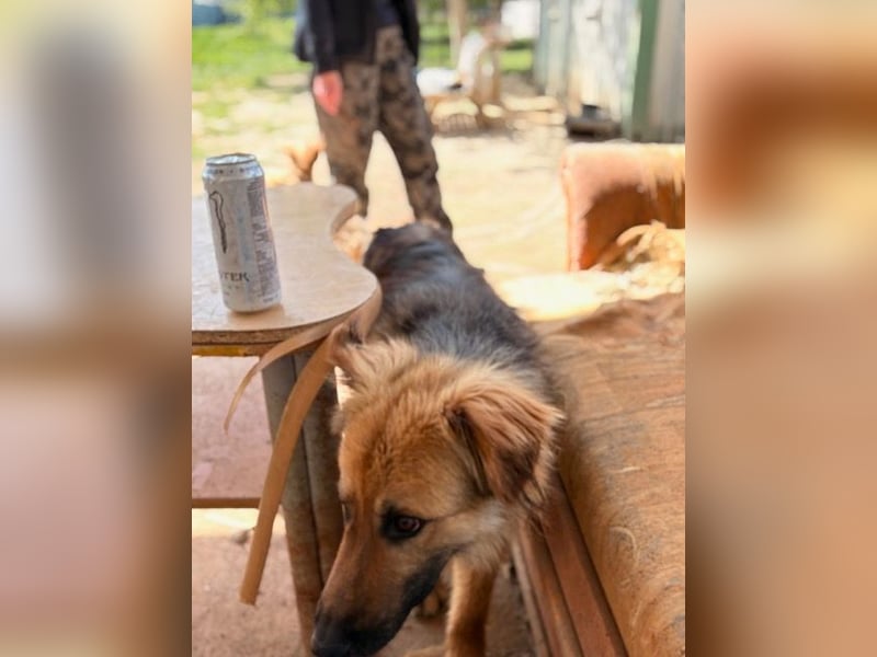 Ted, toller Rüde sucht seine Menschen