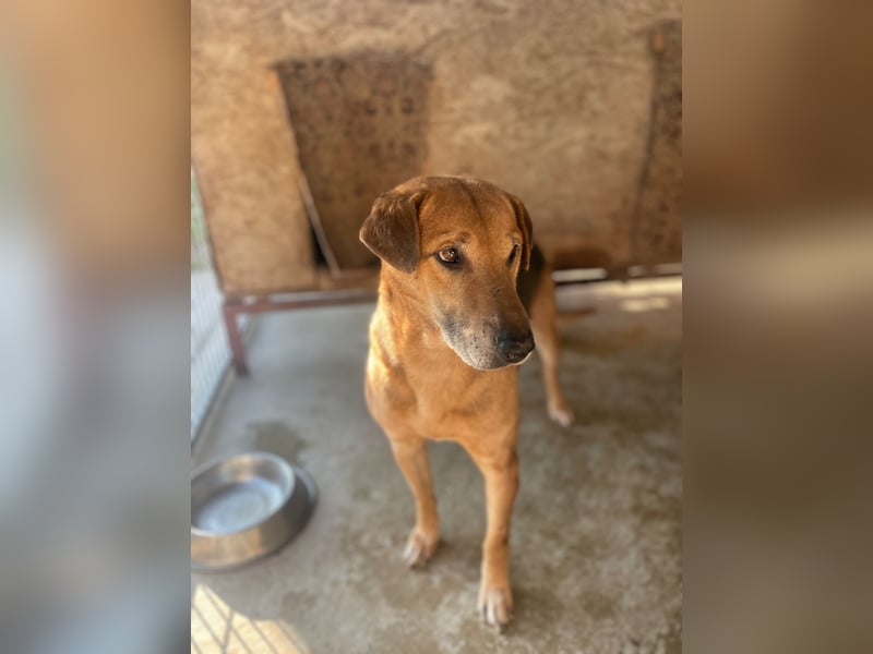 Simon, zarte Hundeseele benötigt verständnisvolle  geduldige Menschen