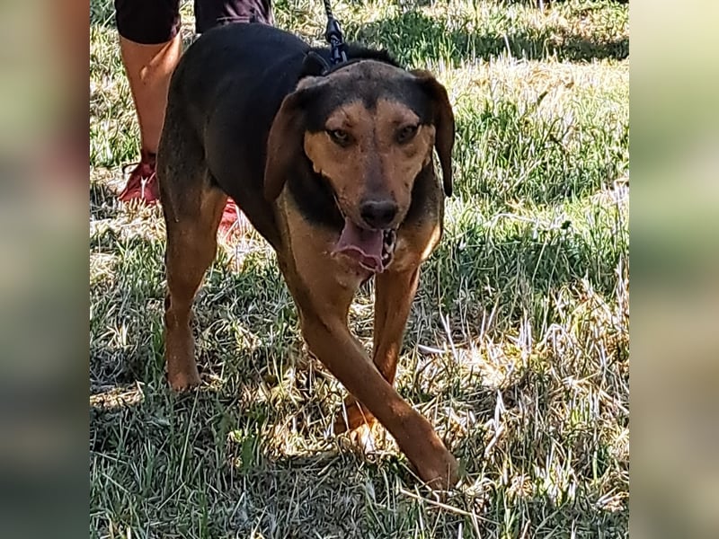 Hanni-griech. Bracken-Mischling- sucht ein Zuhause