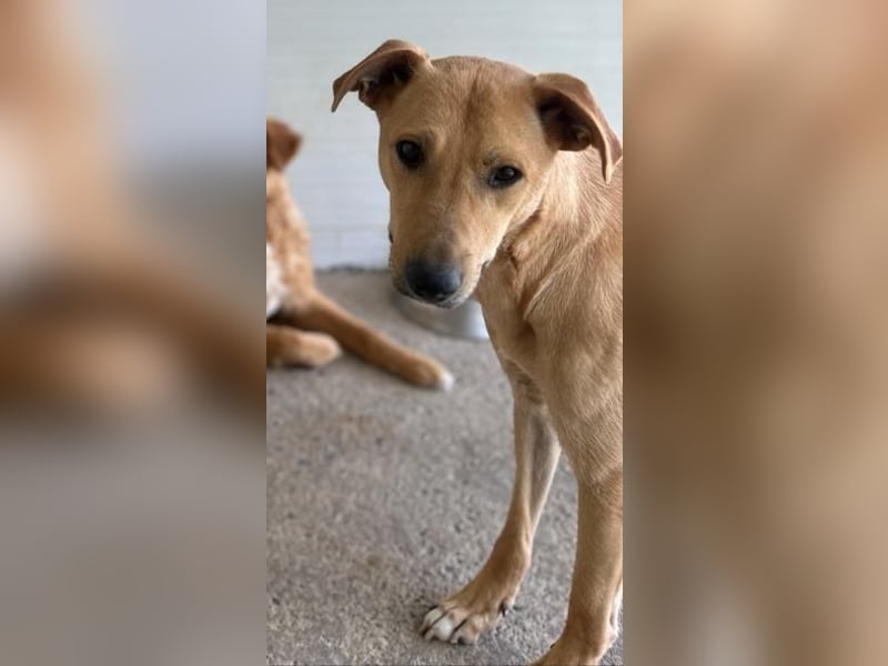 Kara, 4-jähriges Mädel, sozial, freundlich noch unsicher, aber neugierig