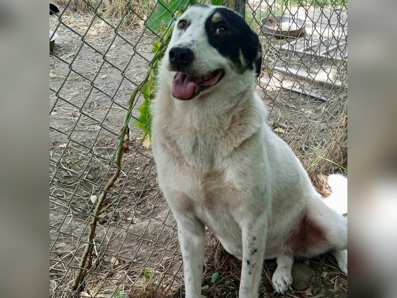 Tabby: sucht ein Zuhause / eine Pflegestelle