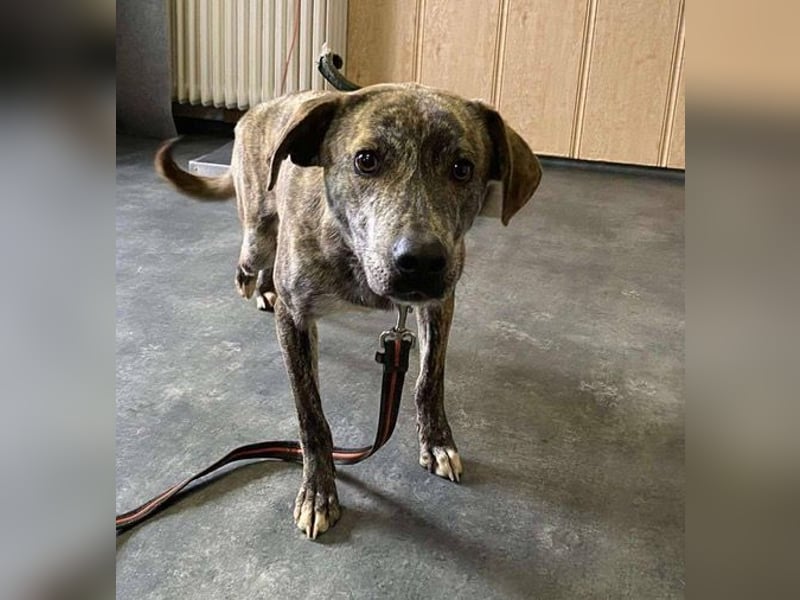 Tiger, flitzt auf drei Beinen mit den anderen um die Wette
